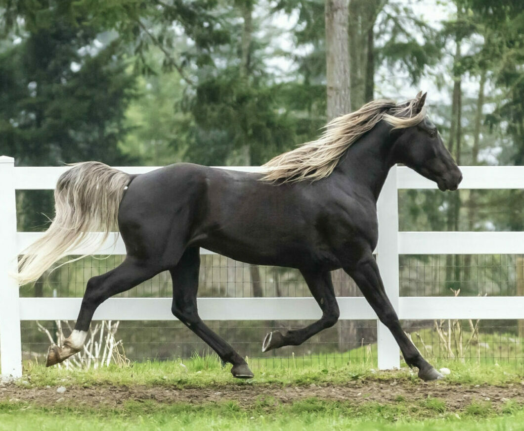 Kentucky Mountain Horses (Mountain Pleasure Horses)